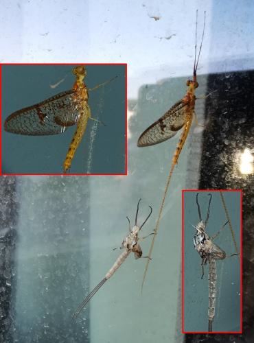 Ephemera glaucops